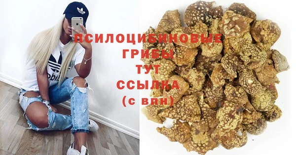 прущие грибы Балабаново