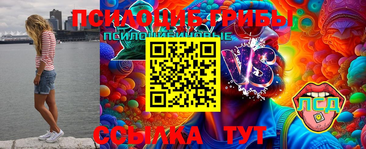 Галлюциногенные грибы Psilocybe Малоярославец